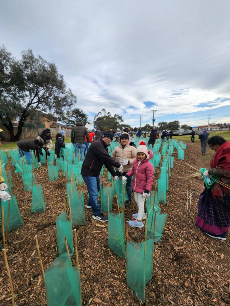 Tree Plantation 2